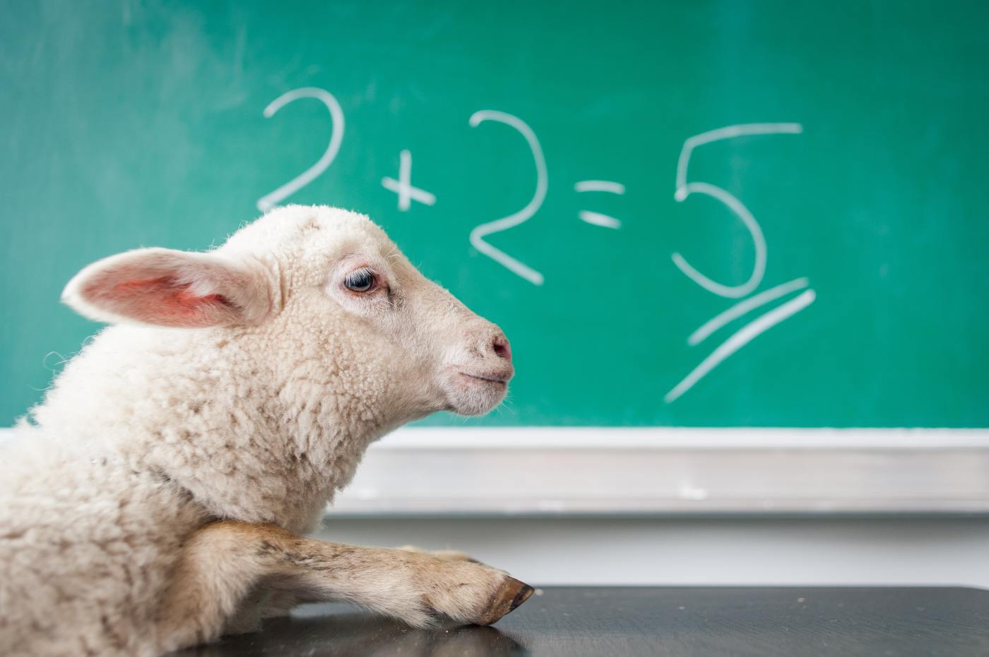 Stupid sheep and equation